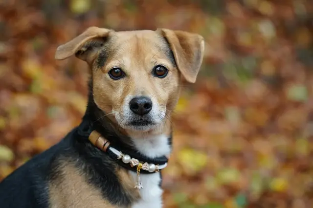Dog panta