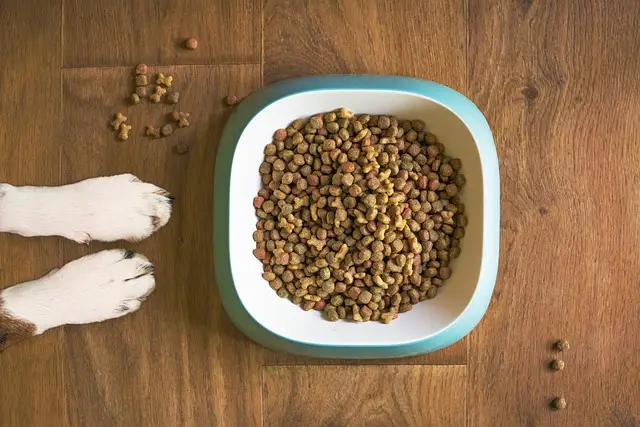 Dogfood ja tassut