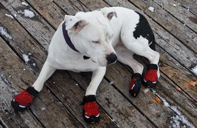 Dog tossu kansikuva