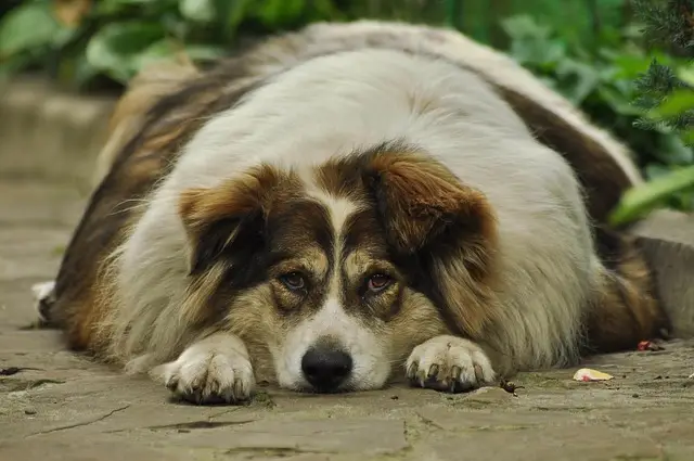 Fat dog
