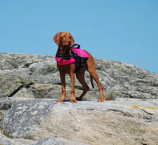 Unkarin Vizla pelastusliivit päällä.