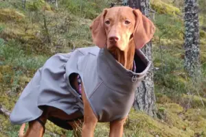 Unkarin Vizla Finnero takissa